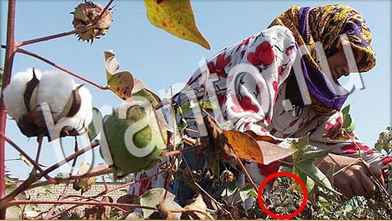 ответы на игру Где же кот в скриншотах Уровень 8032