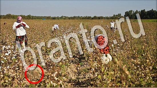 Где же кот ответы на новые задания Уровень 8033