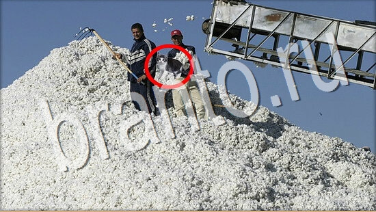 ответы на игру Где же кот Уровень 8034