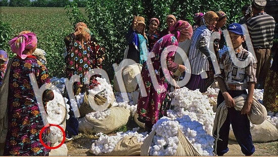 ответы на игру Где же кот Уровень 8036