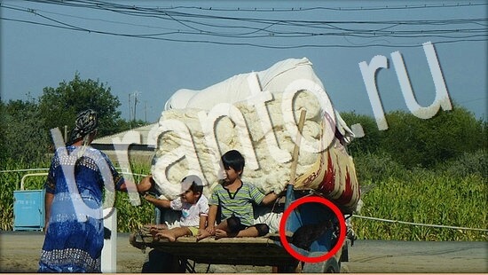 помощь на игру Где же кот Уровень 8038