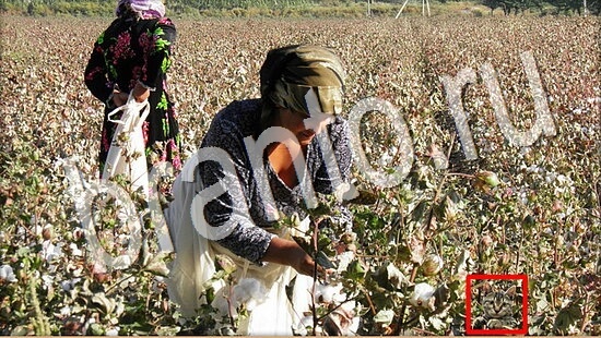 Где же кот игра ответы Уровень 8040