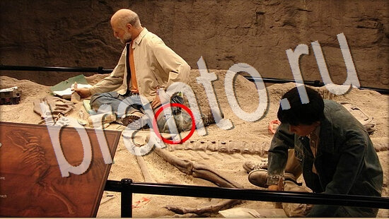 Где же кот? подсказки Уровень 8049