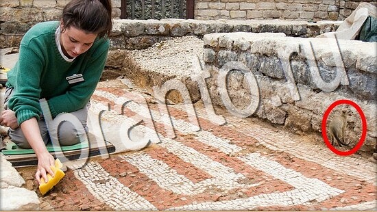 Где же кот игра подсказки Уровень 8054