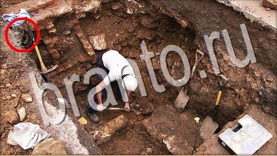 Где же кот ответы в картинках Уровень 8056