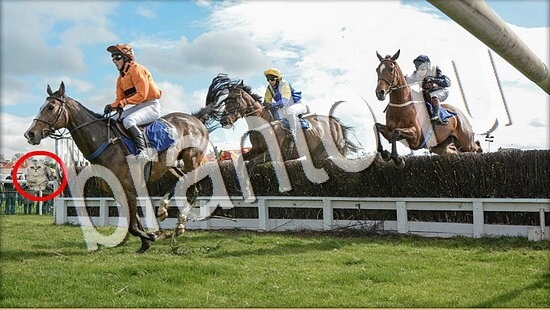 Где же кот прохождение игры Уровень 8062