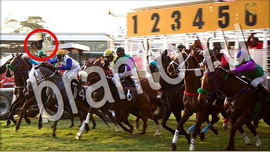 відповіді на игру Где же кот в одноклассниках Уровень 8063