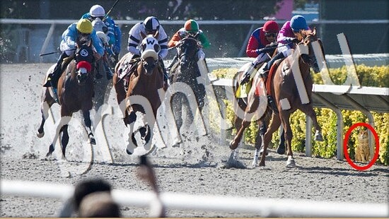 Прохождение игры Где же кот Уровень 8064