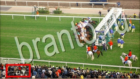 ответы Где же кот? в одноклассниках Уровень 8066