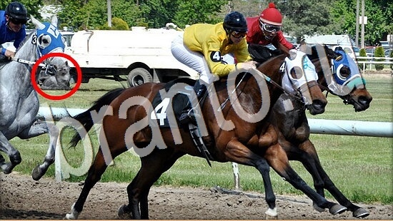 решения для игры Где же кот Уровень 8068