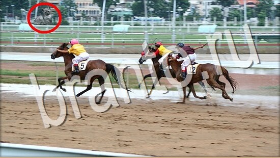 Где же кот помощь в картинках Уровень 8071