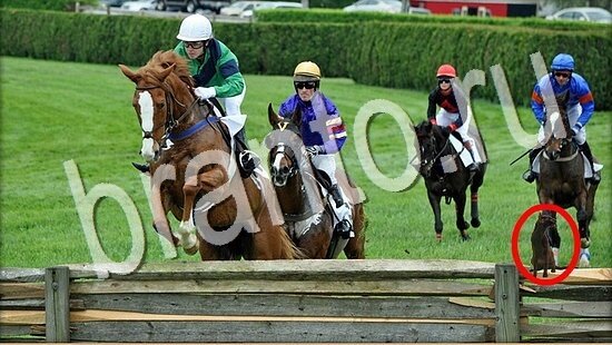 Где же кот ответы на новые задания Уровень 8073