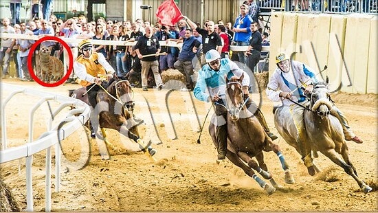 ответы на игру Где же кот Уровень 8074