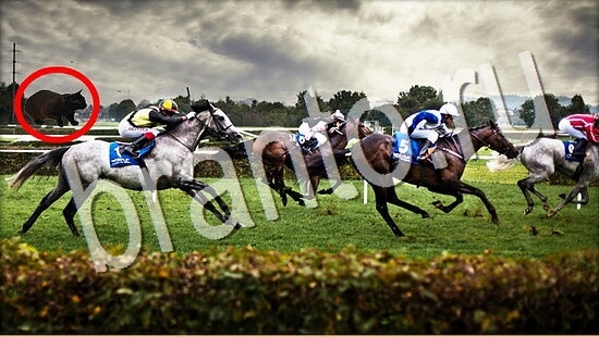 ответы в картинках на игру Где же кот Уровень 8077