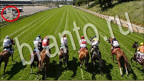 Где же кот ответы в одноклассниках Уровень 8079