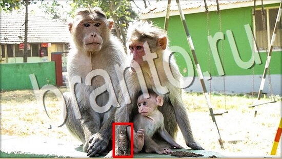 Где же кот игра ответы Уровень 8000