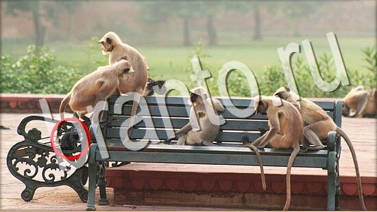 Прохождение игры Где же кот Уровень 7984