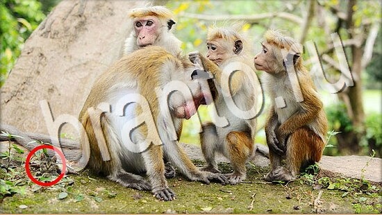 ответы на игру Где же кот Уровень 7994