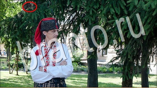 Игра Где же кот ответы Уровень 7977