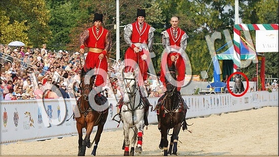 решебник на игру Где же кот Уровень 7971