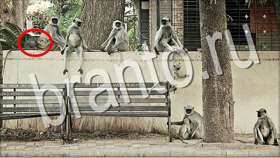 Где же кот игра ответы Уровень 7989