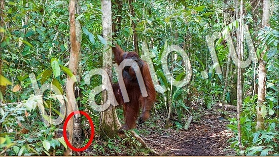 ответы в картинках на игру Где же кот Уровень 7997