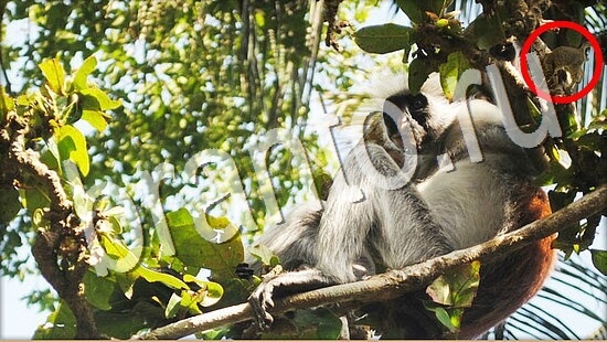 ответы на игру Где же кот Уровень 7996