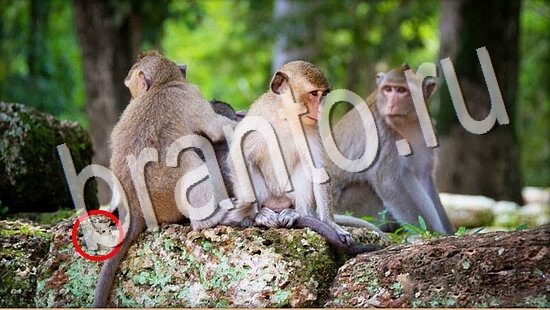 Где же кот ответы на новые задания Уровень 7993