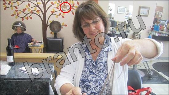 ответы для игры Где же кот Уровень 867