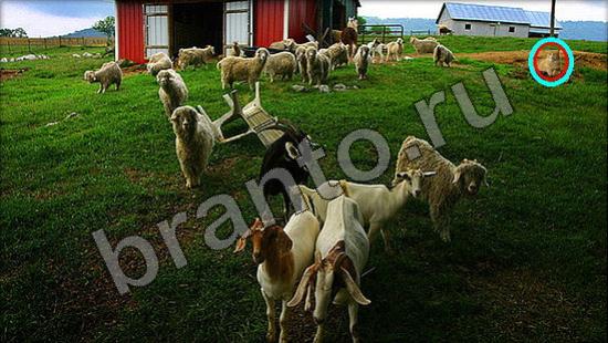 ответы Где же кот Уровень 905