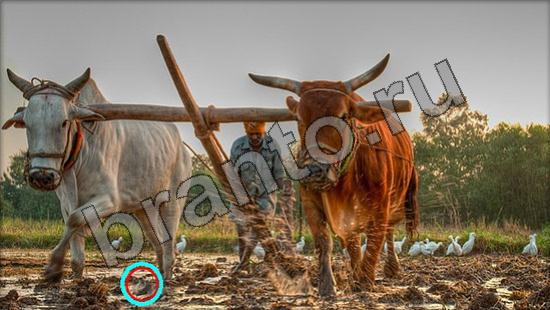 ответы Где же кот? в одноклассниках Уровень 906