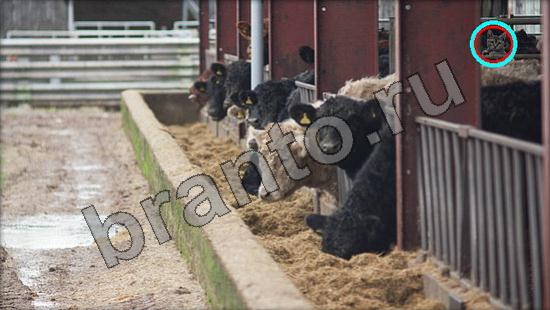 Где же кот игра ответы Уровень 909