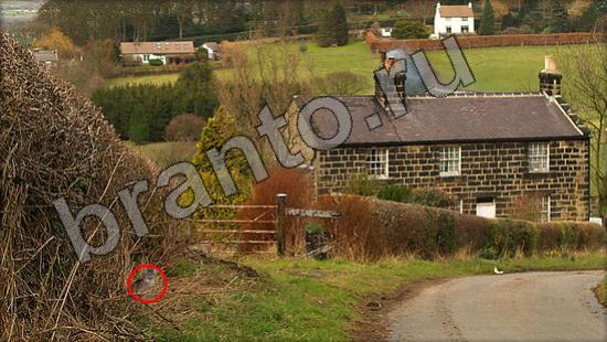 ответы на игру Где же кот Уровень 914