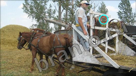 ответы на игру Где же кот Уровень 915