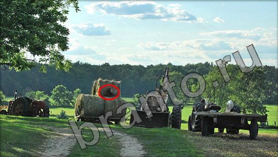 ответы на игру Где же кот Уровень 916