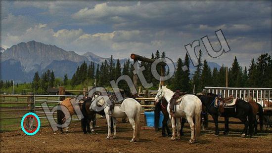 ответы на игру Где же кот Уровень 917