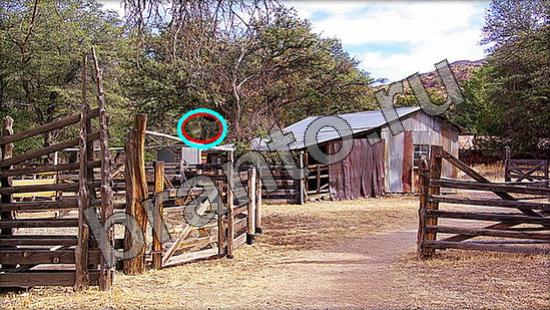 Где же кот ответы в одноклассниках Уровень 919