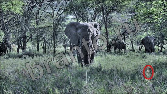 прохождение на игру Где же кот Уровень 941