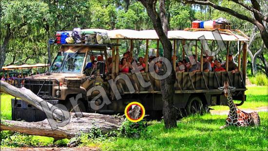 Где же кот прохождение игры Уровень 942