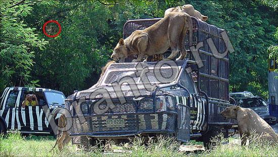 ответы на игру Где же кот в одноклассниках Уровень 943