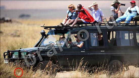 ответы Где же кот? в одноклассниках Уровень 946