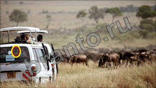 ответы для игры Где же кот Уровень 947