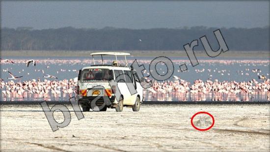 решения для игры Где же кот Уровень 948