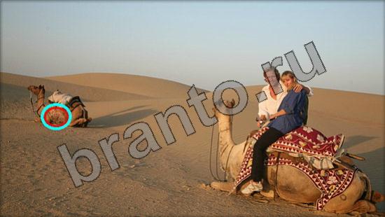 игра в одноклассниках Где же кот ответы Уровень 950