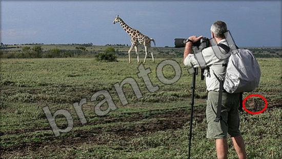 Где же кот помощь в картинках Уровень 951