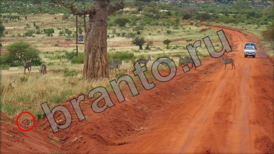 Где же кот ответы на новые задания Уровень 953