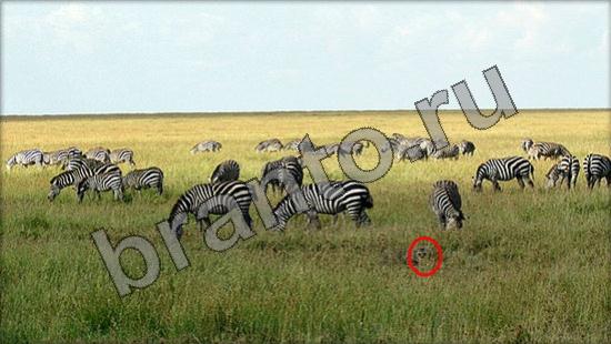 ответы на игру Где же кот Уровень 955