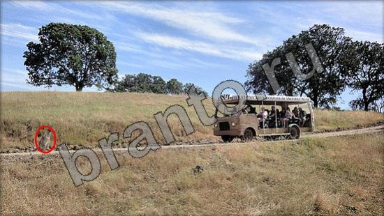 ответы на игру Где же кот Уровень 956