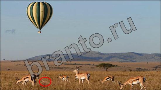 помощь на игру Где же кот Уровень 958