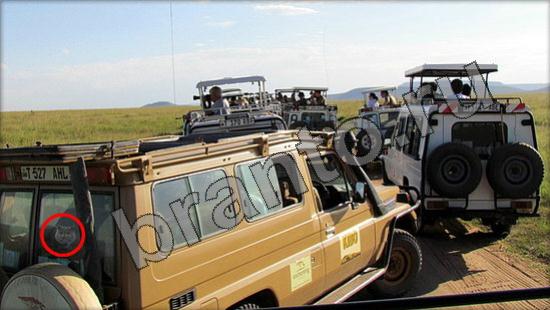 Где же кот ответы в одноклассниках Уровень 959